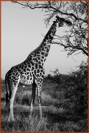Jane Arnold Botswana WorldLegacy