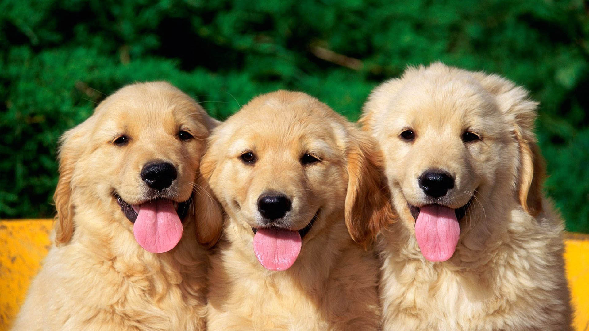 Therapeutic Dog Training Program WorldLegacy Leadership