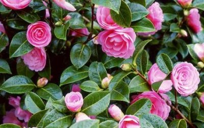 Camelia Gardens Assisted Living WorldLegacy Project